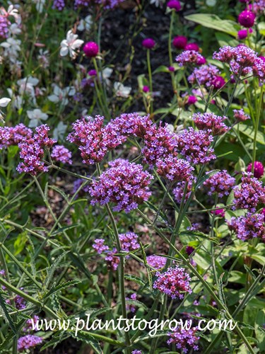 Lollipop Verbena (Verbena bonariensis)